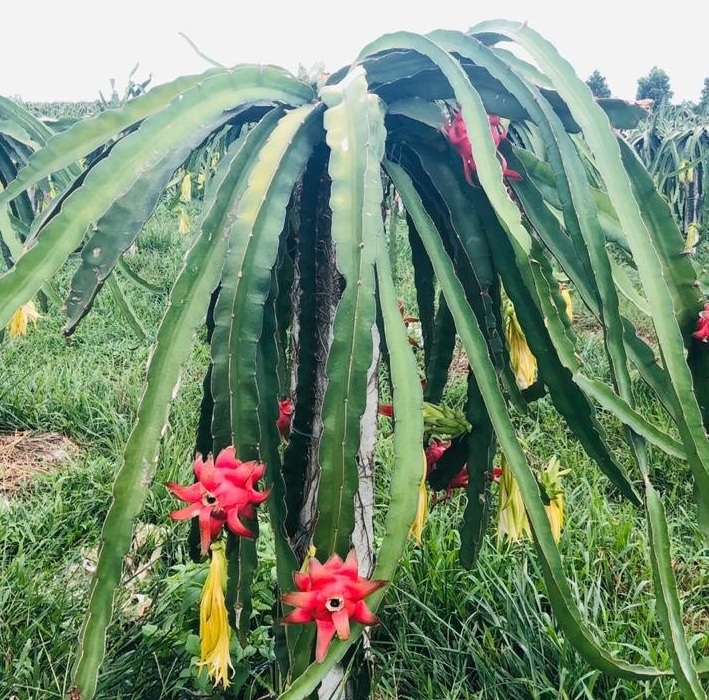 Tại sao gọi là thanh long?