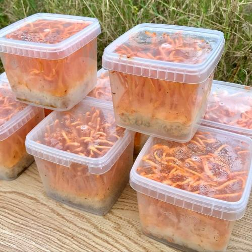 Cordycepin trong đông trùng hạ thảo có tác dụng gì?