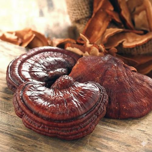 Nấm linh chi núi Hàn Quốc là gì?