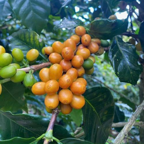 Cà phê vàng Arabica Yellow Bourbon là gì?