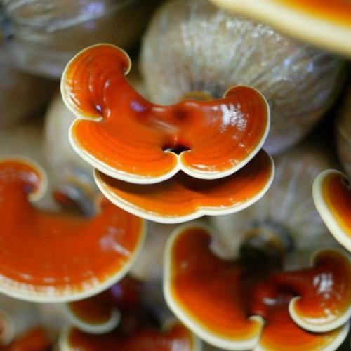 Chọn nấm linh chi chất lượng cao