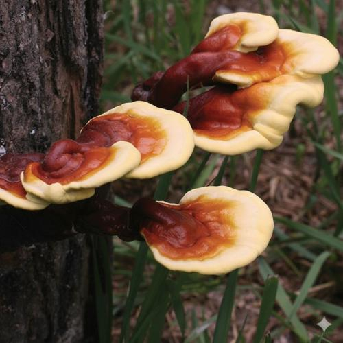 Phụ nữ nên dùng nấm linh chi như thế nào?