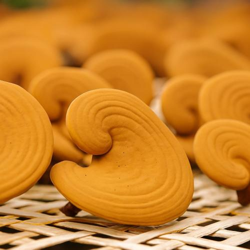 Top 7 Lợi Ích Của Nấm Linh Chi Đối Với Sức Khỏe