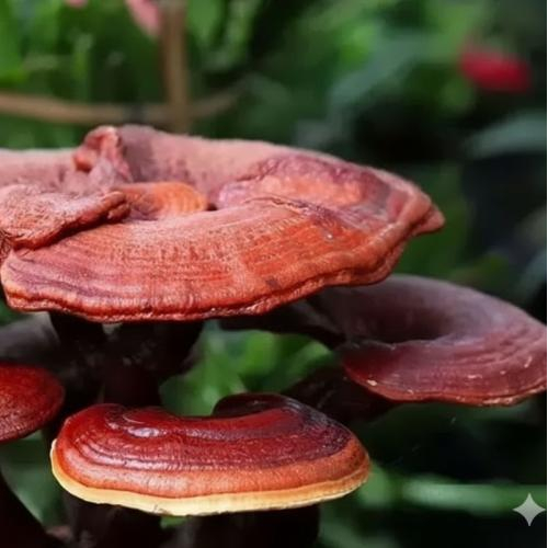 Thành Phần Nào Giúp Nấm Linh Chi Có Giá Trị Cao?