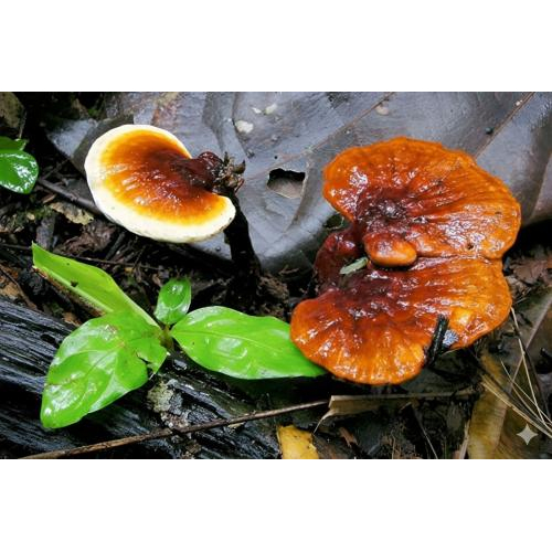 Loại nấm linh chi nào có giá trị cao nhất?