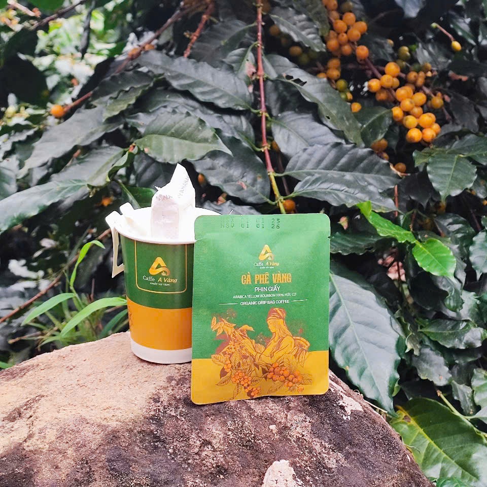Bí Quyết Pha Cà Phê Vàng Arabica Yellow Bourbon Chuẩn Vị