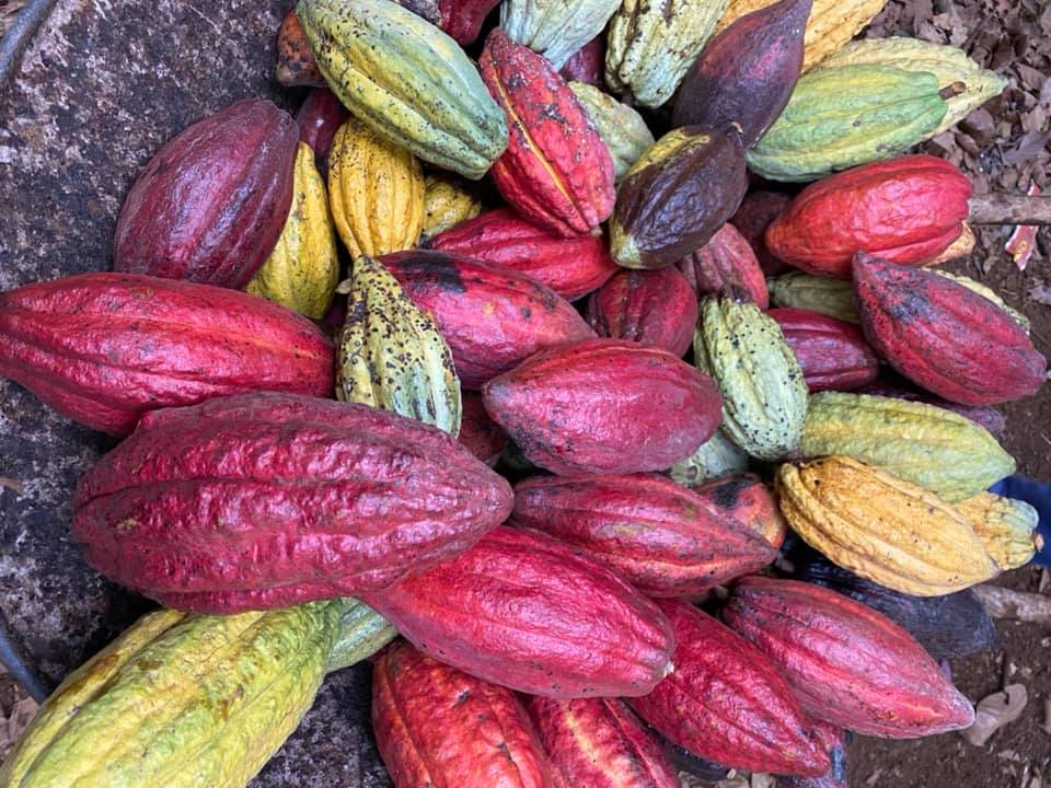 Nguồn gốc hạt cacao