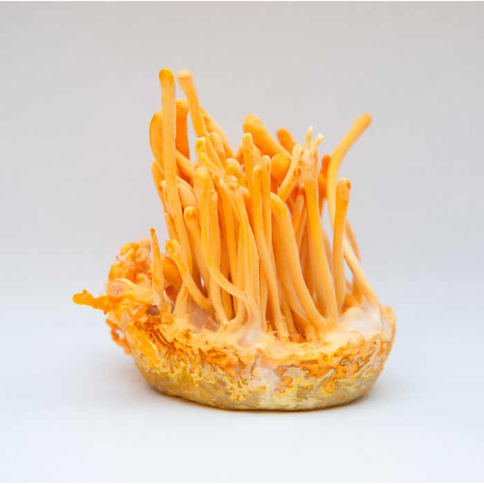 Đông Trùng Hạ Thảo Và Hệ Miễn Dịch: Sự Kết Nối Từ Thiên Nhiên Đến Sức Khỏe