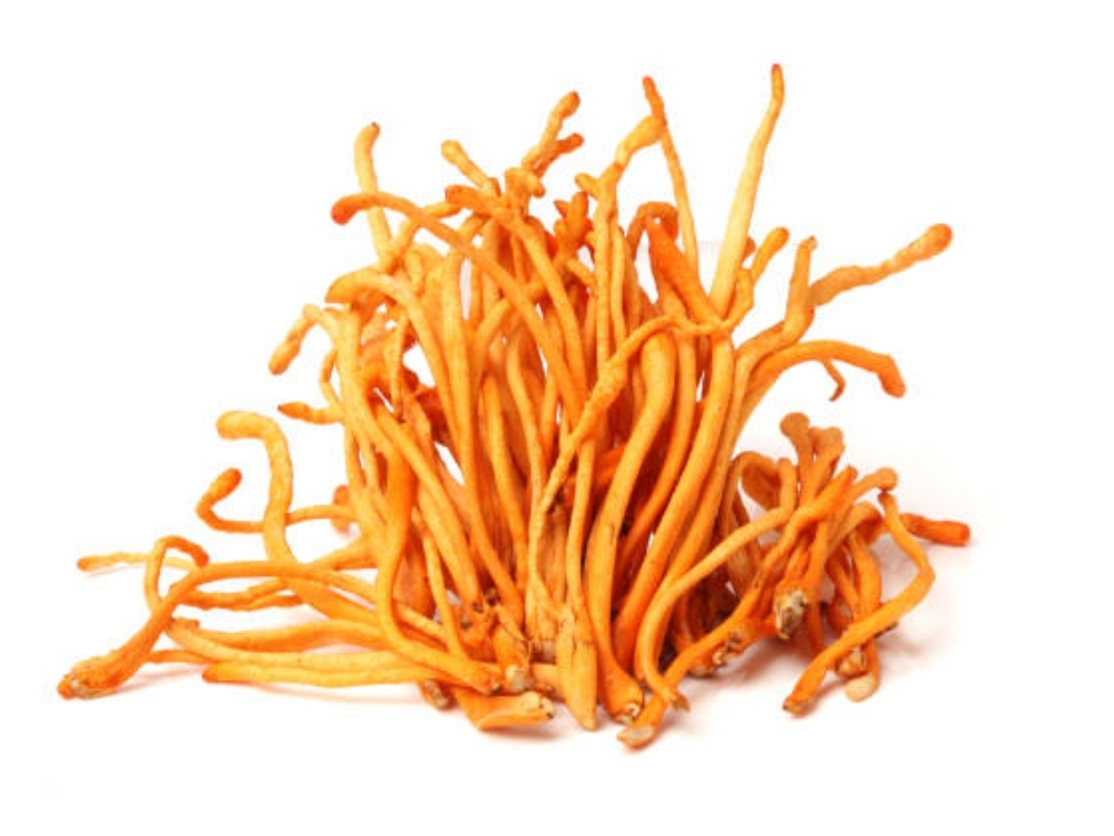 Đông trùng hạ thảo là cây hay con?