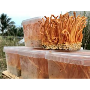 Công dụng và cách dùng cà phê đông trùng hạ thảo