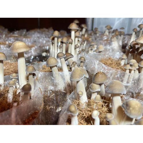 Hợp Tác Xã Nông Nghiệp Tà Đảnh