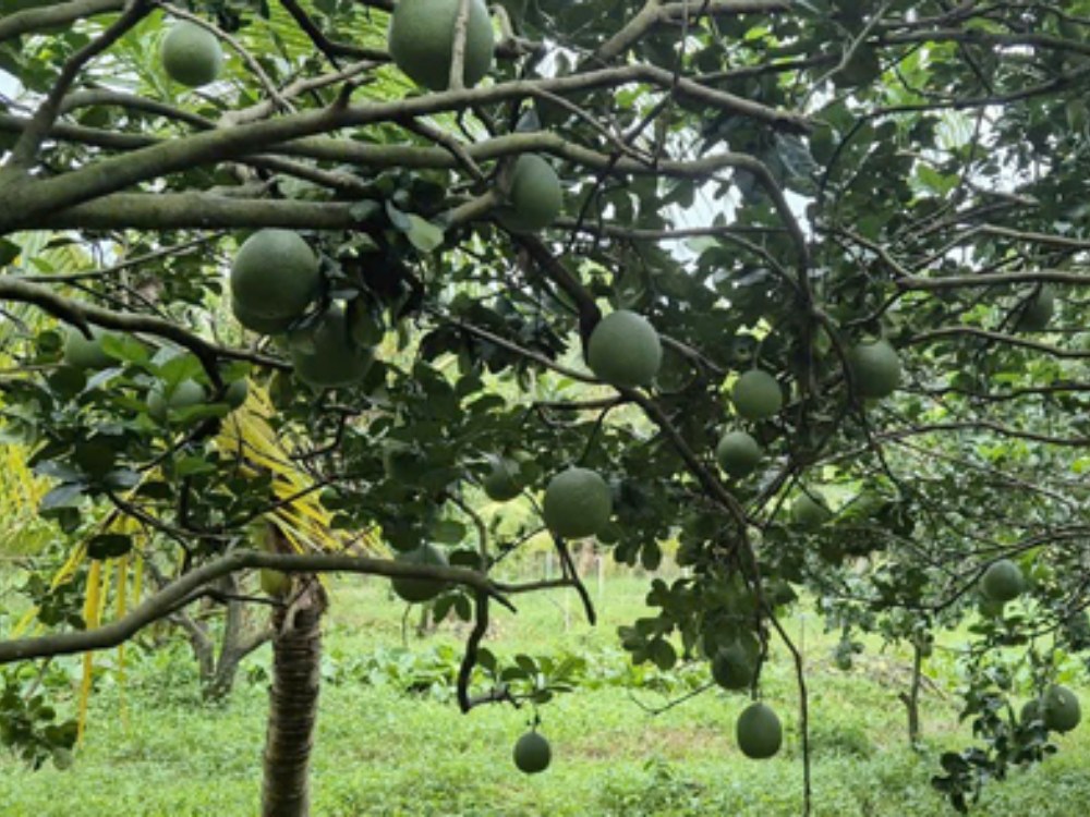 20 ha Bưởi da xanh - Vĩnh Long