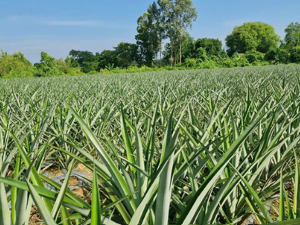 80ha dứa MD2 ở Bình Thuận