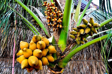 4. Tham quan Khu Vườn Trái cây