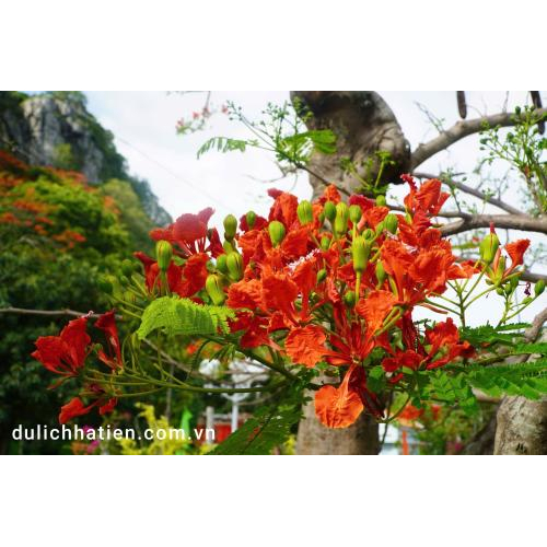 Cùng ngắm hoa phượng tại Di tích Thắng cảnh Đá Dựng